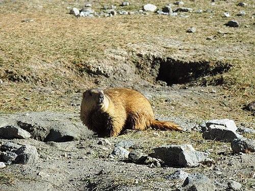 500px-Himalayan_marmot_Marmota_caudata.jpg